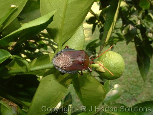 Brnze Orange Bug horiz 